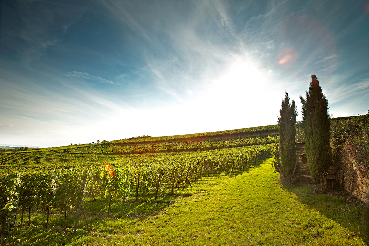 Weingut Keller
