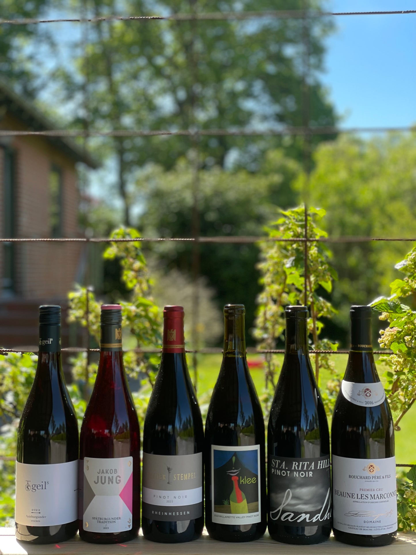 Pinot Noir – fra Tyskland til Bourgogne og USA