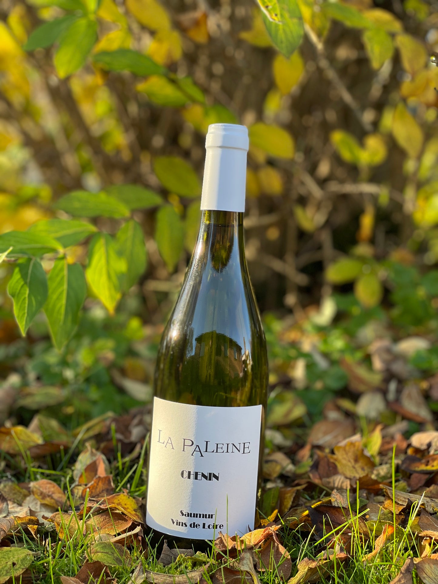 2023 Saumur Chenin Blanc
