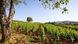 Domaine Bellang