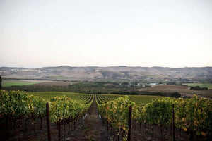 Sandhi Wines