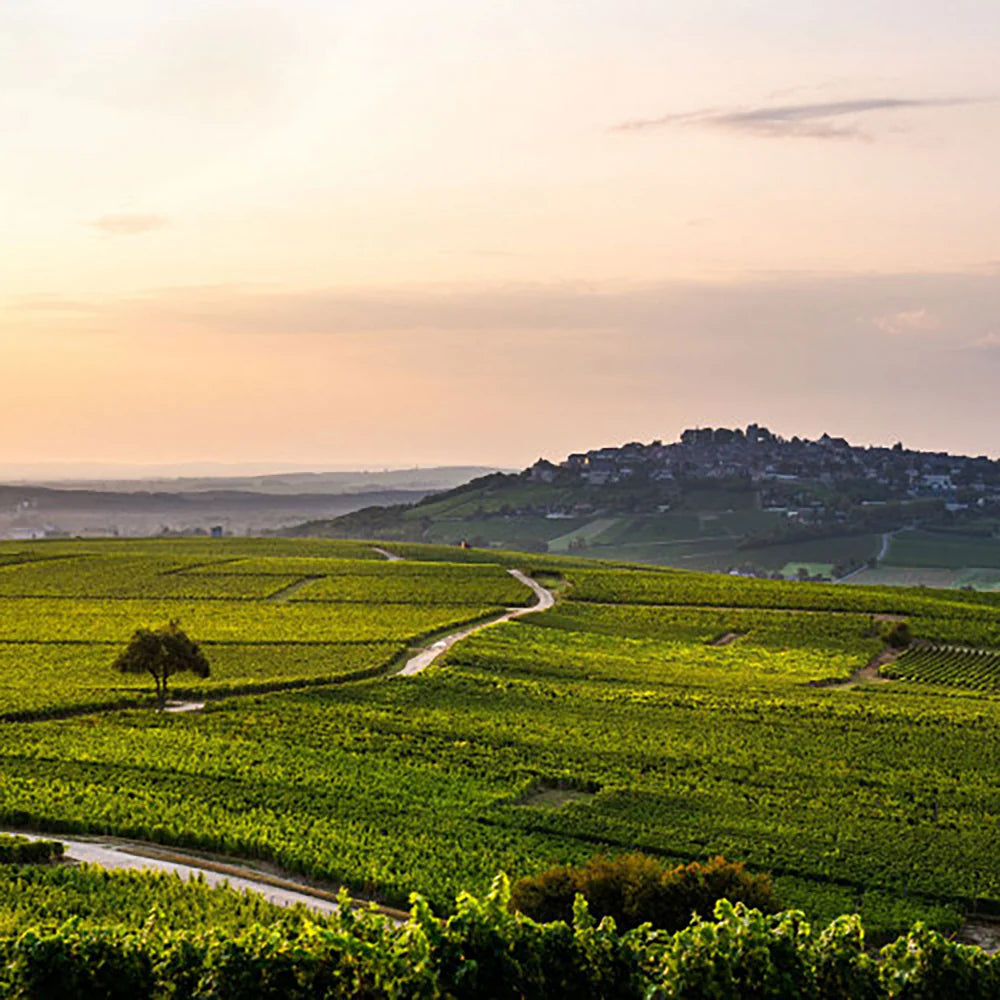 Domaine Pascal Cotat · Stemningsbillede 2