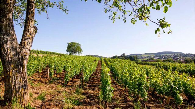 Domaine Bellang · Stemningsbillede 1