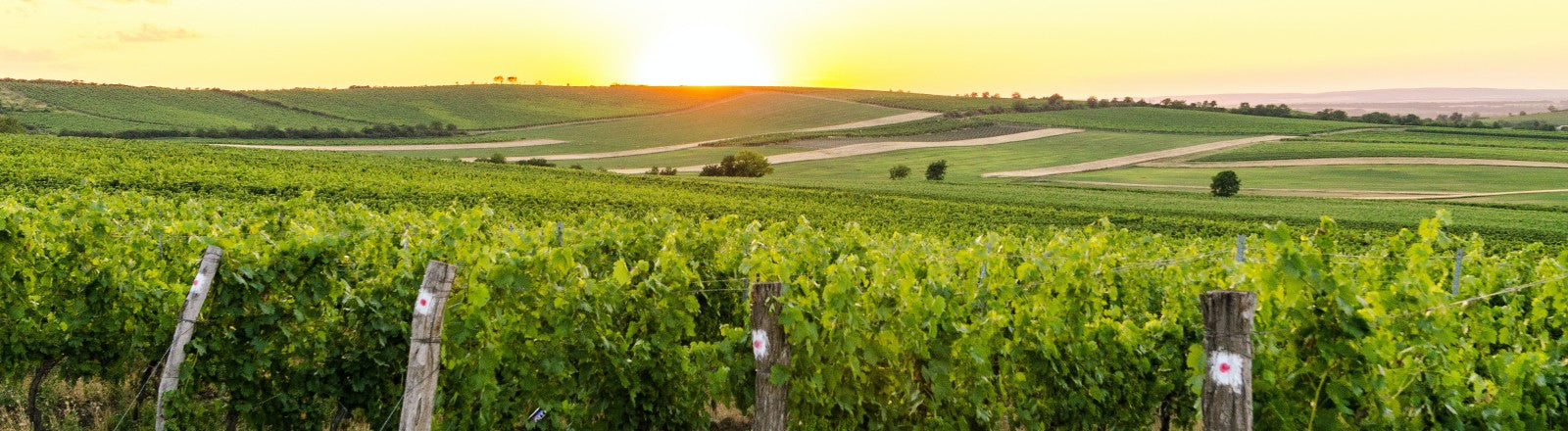 Domaine Pascal Cotat · Bannerbillede