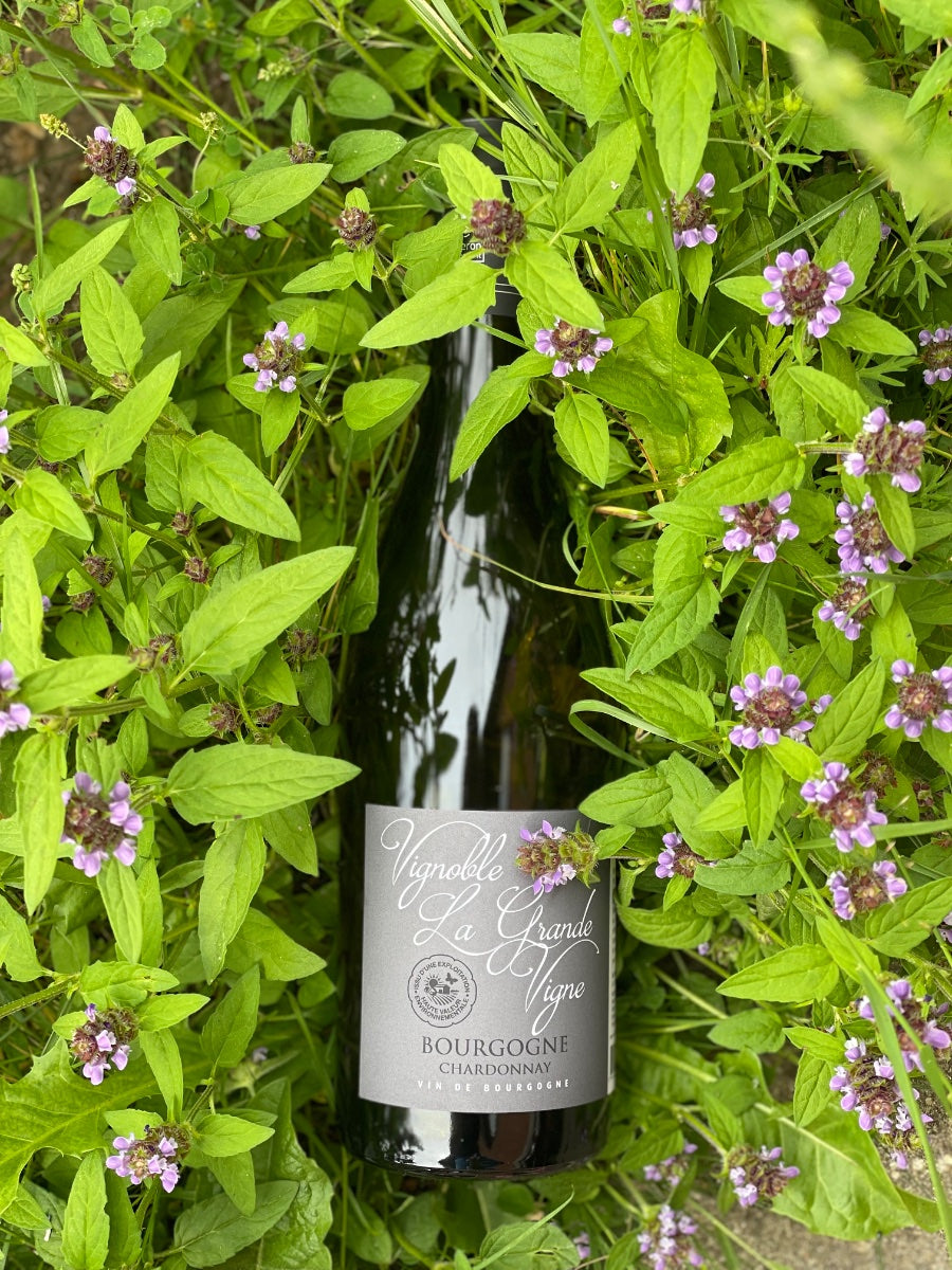 2024 Bourgogne Chardonnay