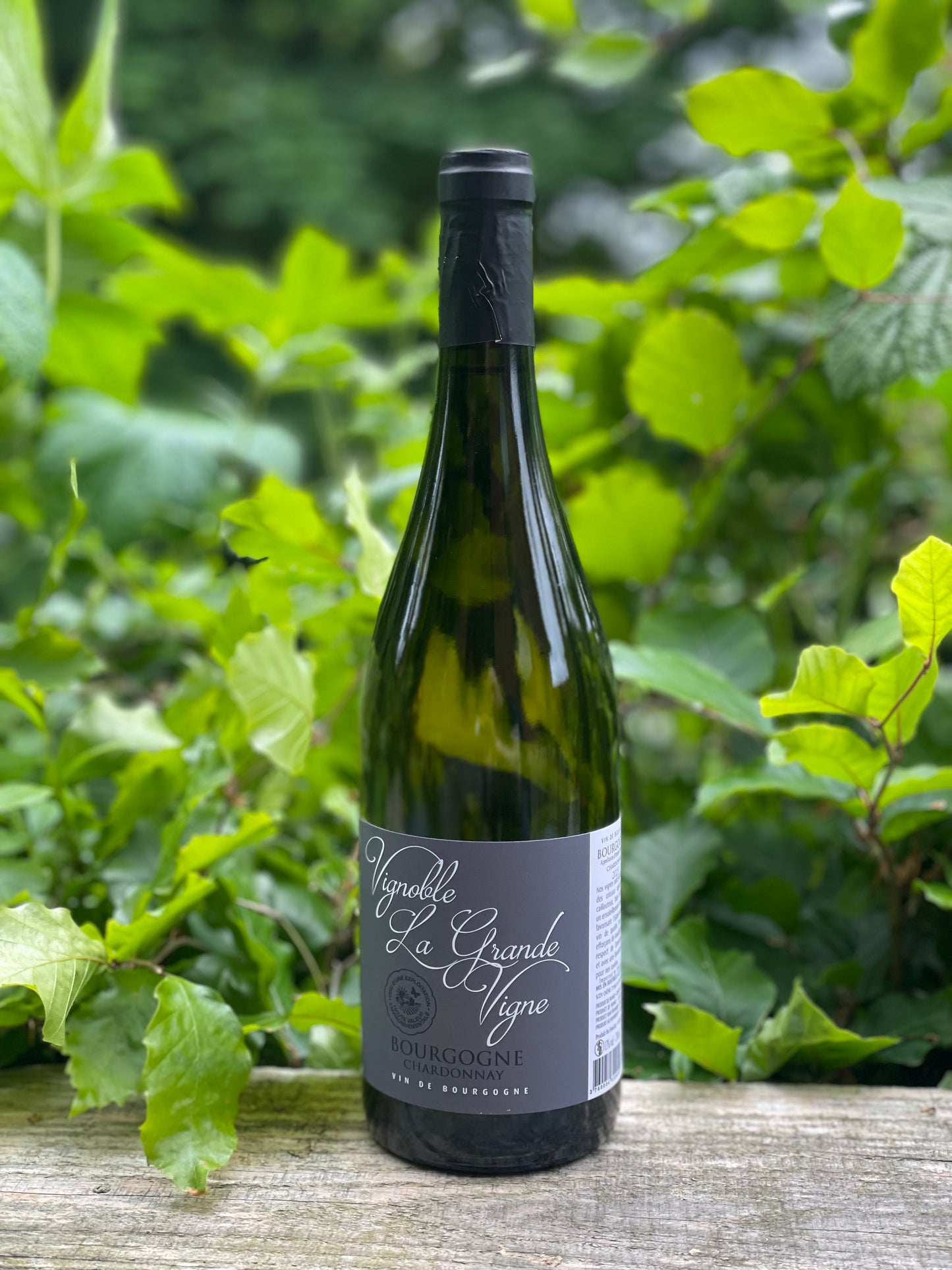 2023 Bourgogne Chardonnay