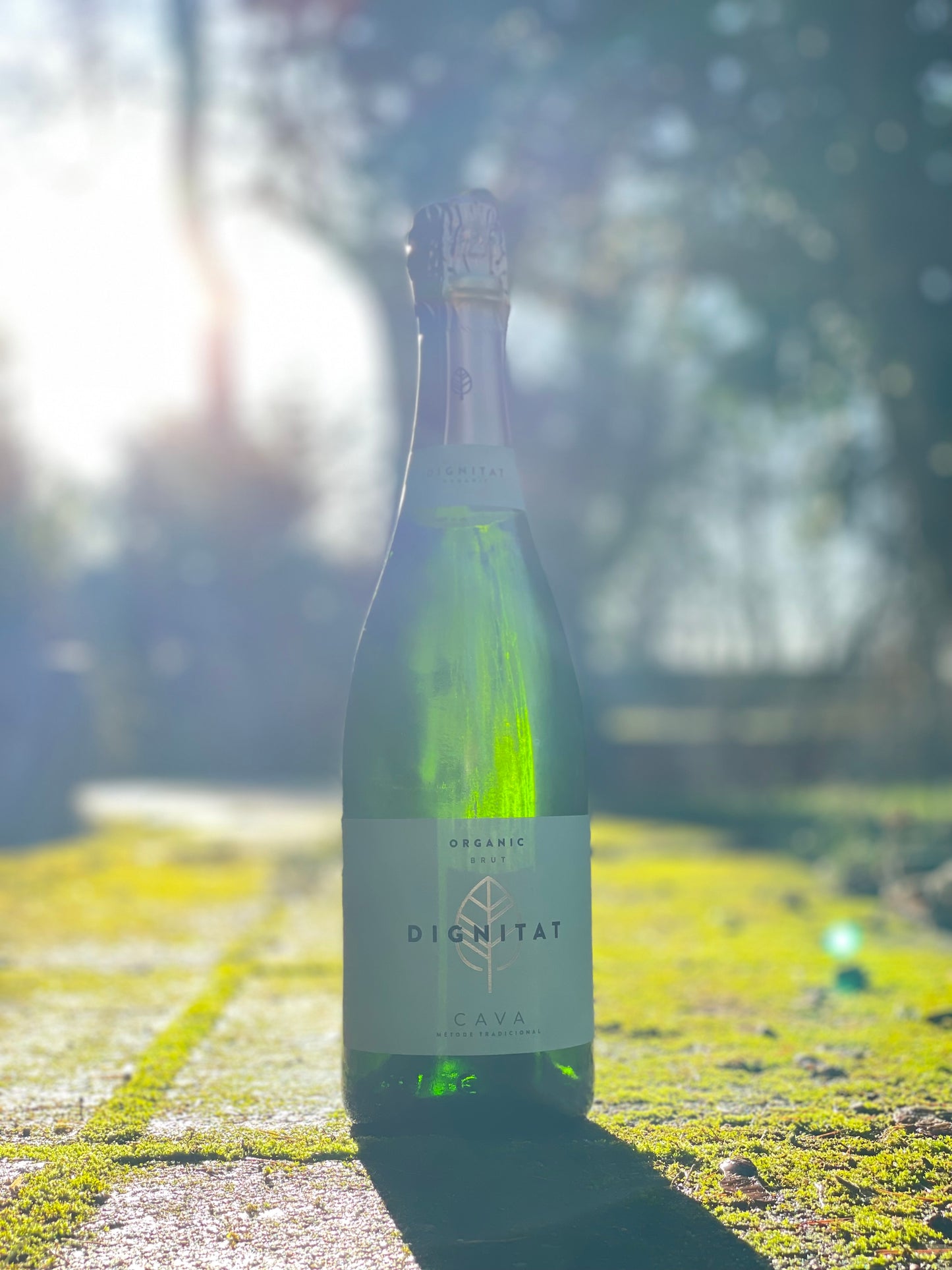 NV Cava Brut