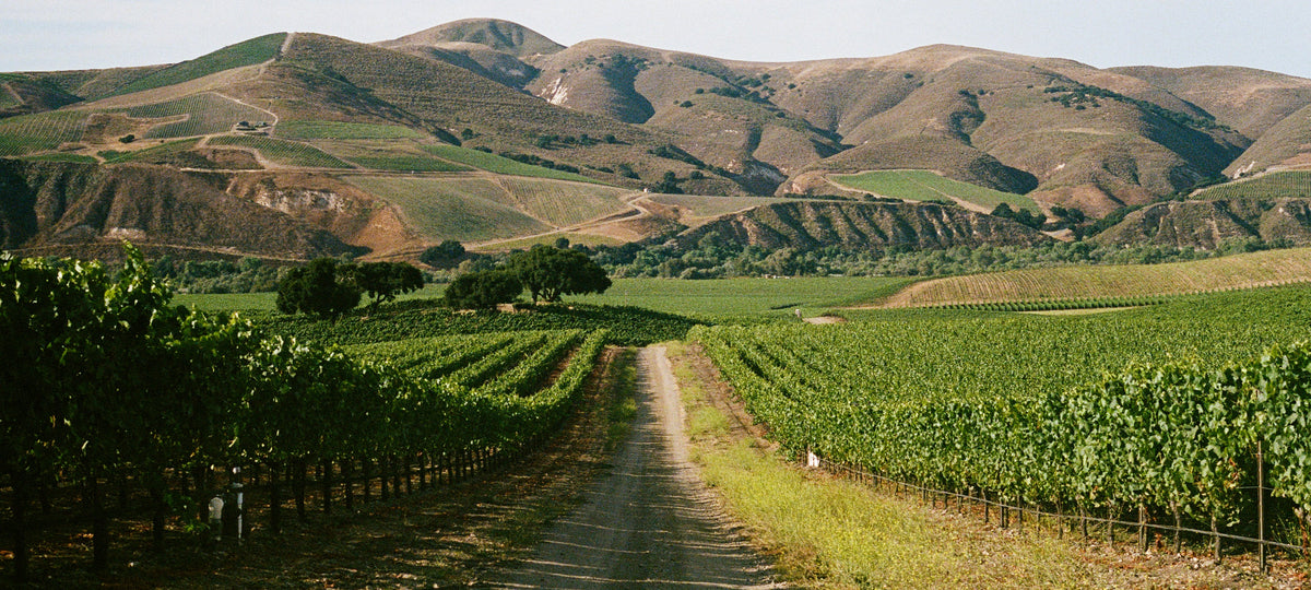 Sandhi Wines · Bannerbillede