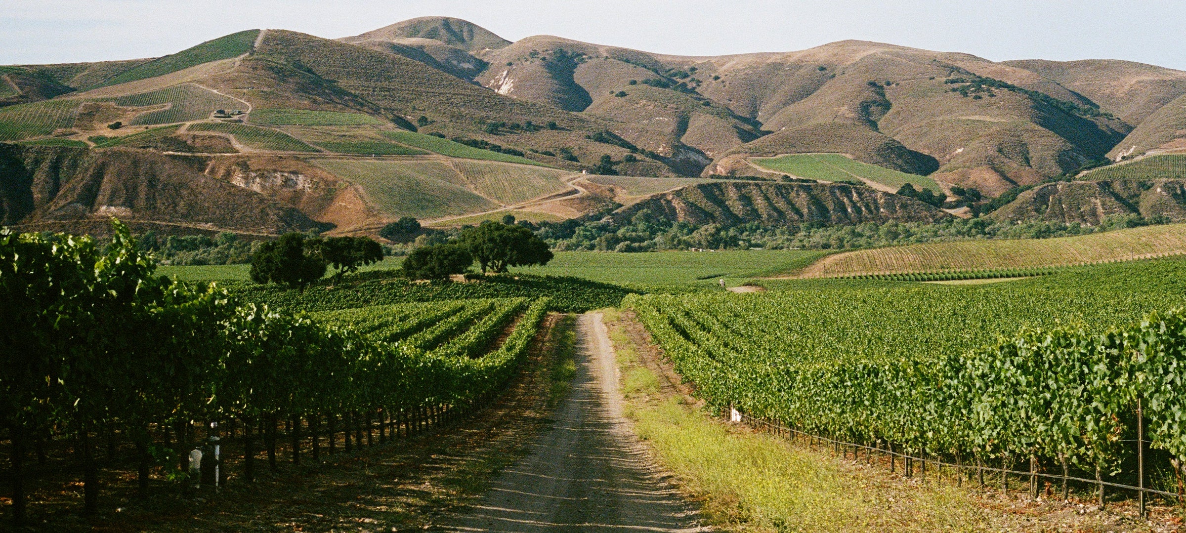 Sandhi Wines
