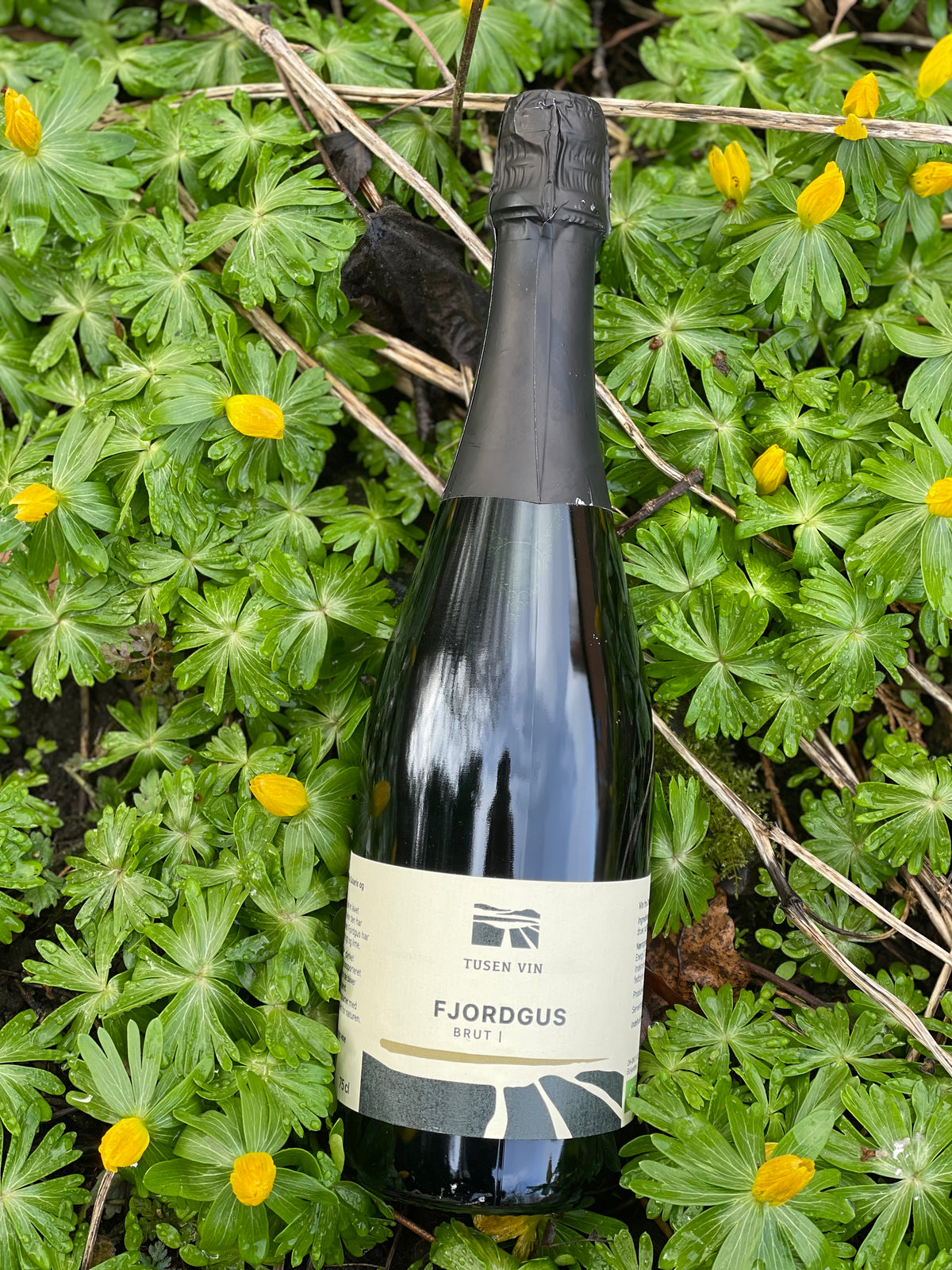 2023 Fjordgus