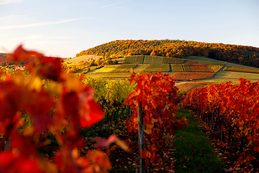Weingut Steitz · Stemningsbillede 1