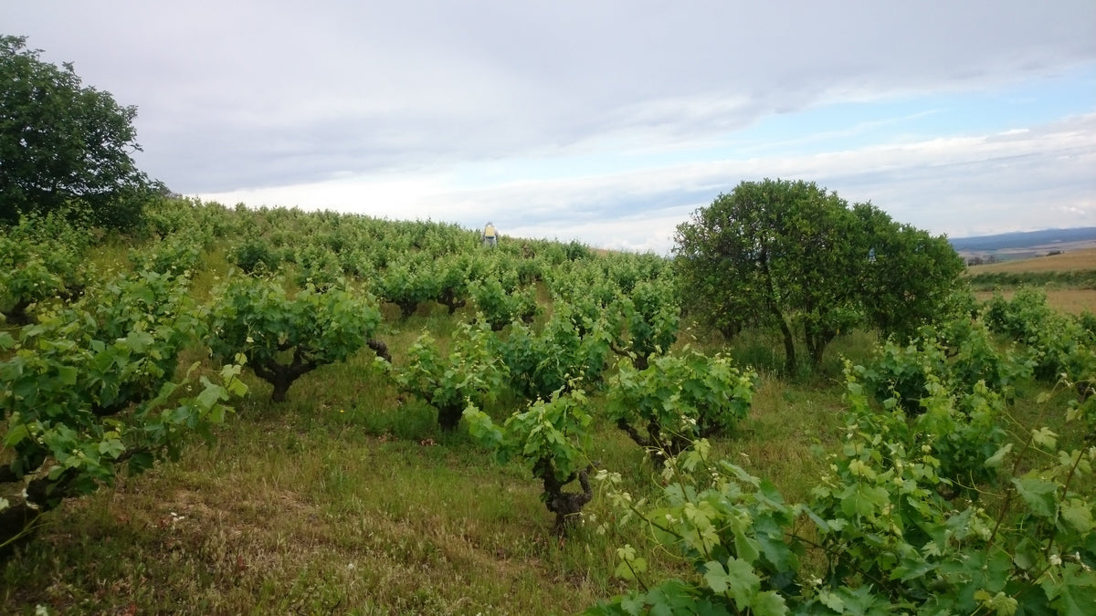 Bodega Garay · Bannerbillede