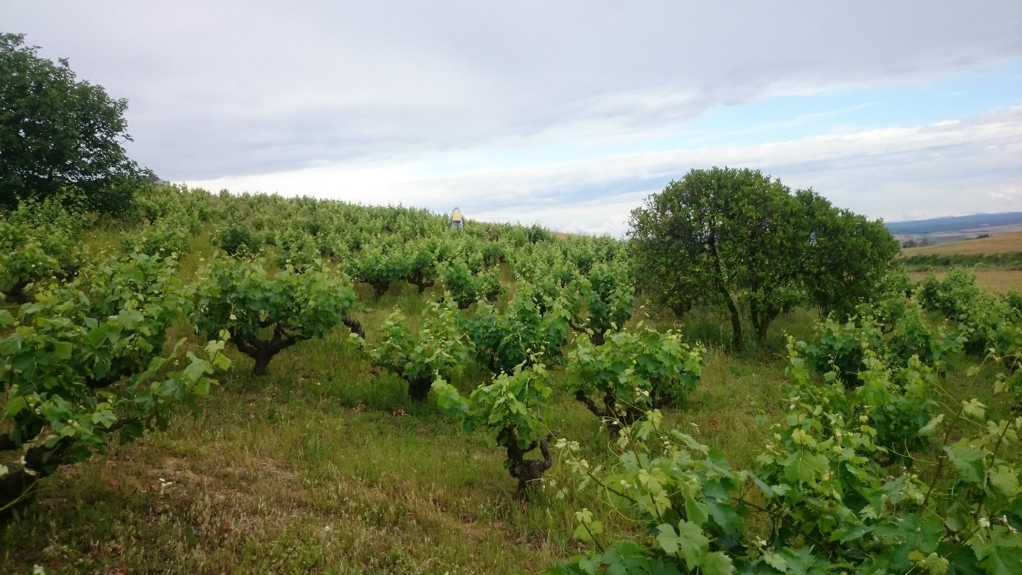 Bodega Garay