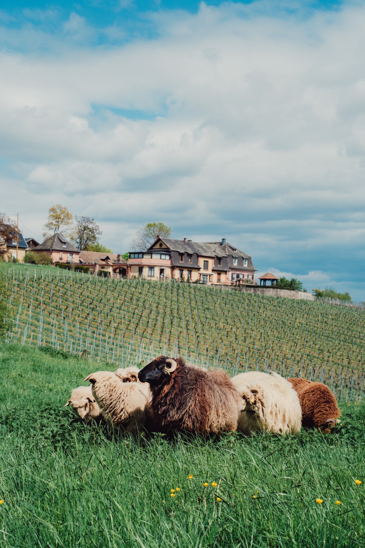 Domaine Zind-Humbrecht · Stemningsbillede 2