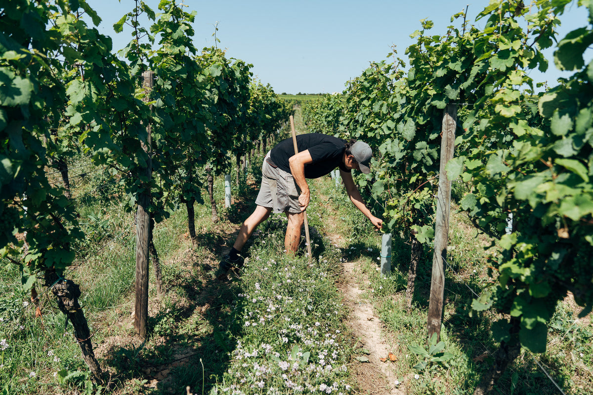 Weingut Brand