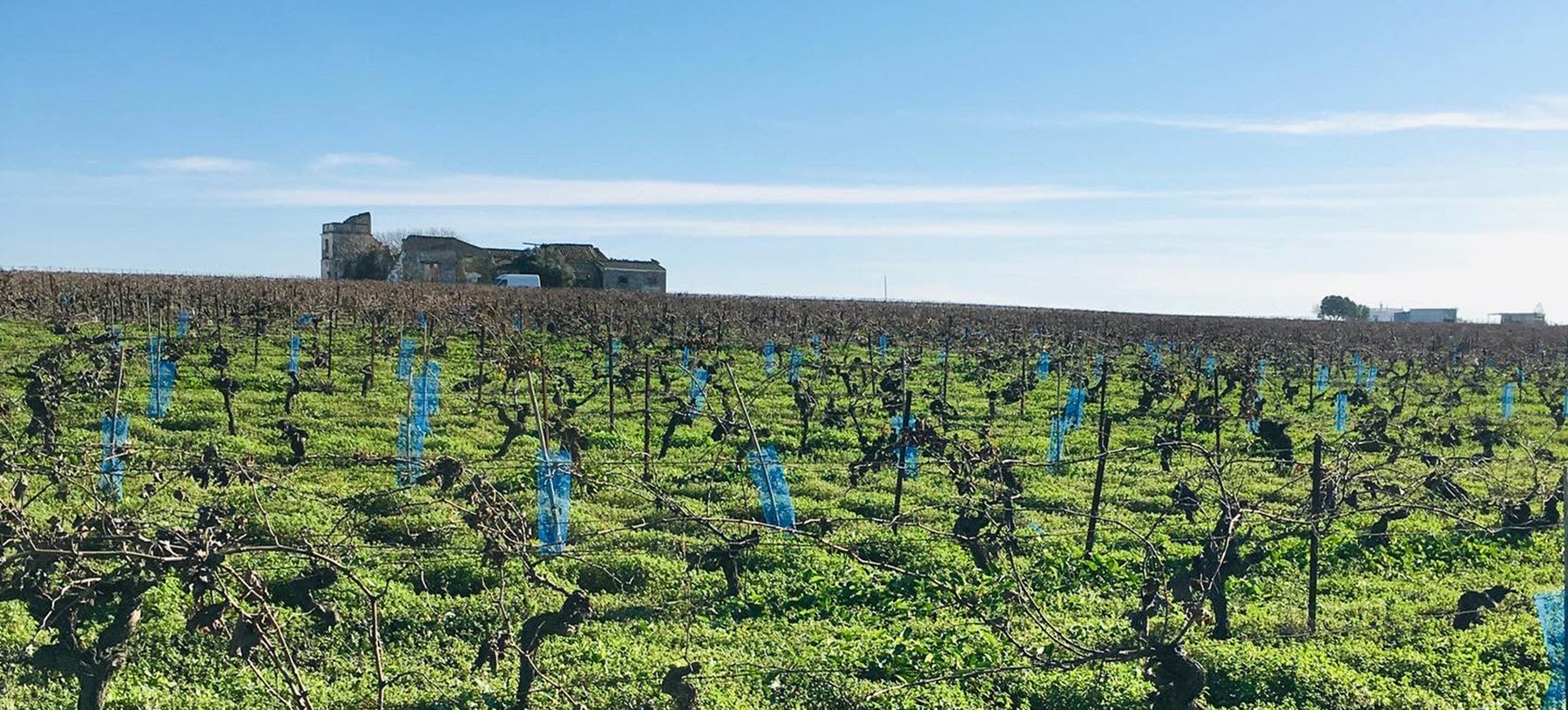 Bodega Muchada-Léclapart · Bannerbillede