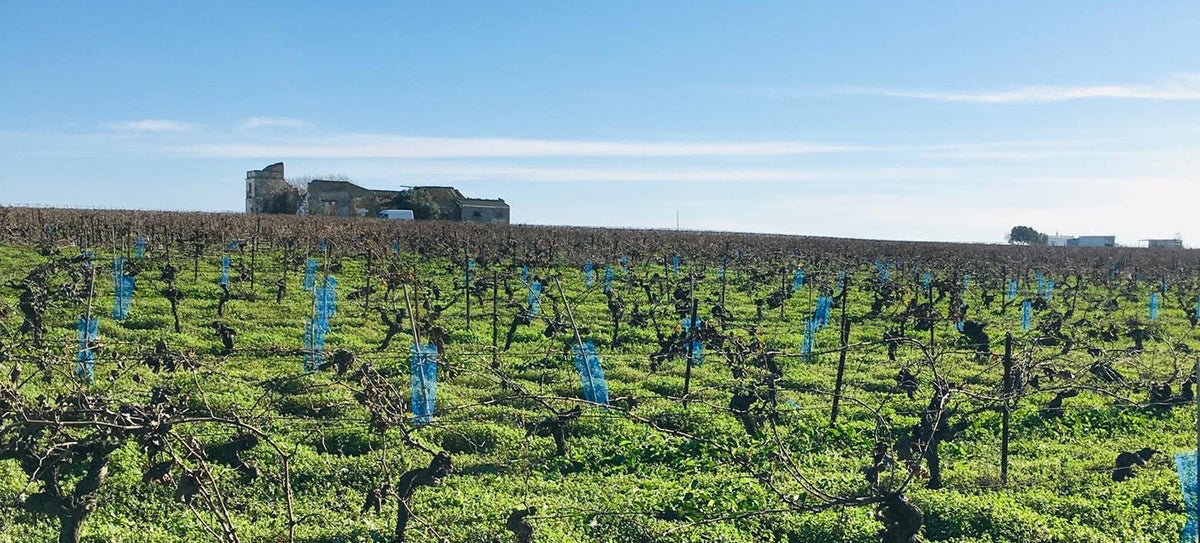 Bodega Muchada-Léclapart