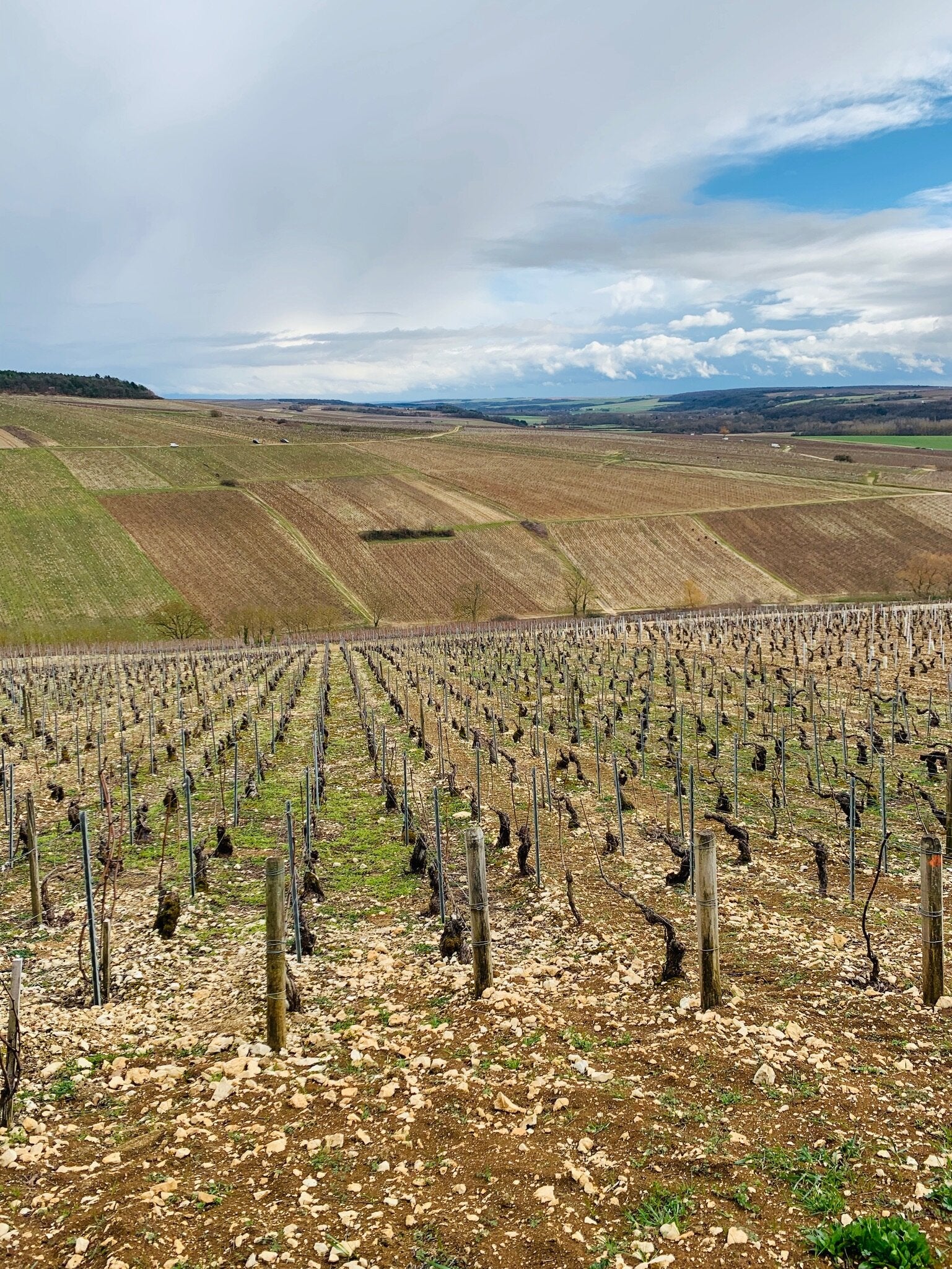 Domaine Raveneau · Stemningsbillede 2