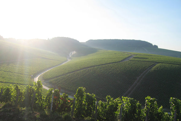 Domaine William Fèvre · Stemningsbillede 2