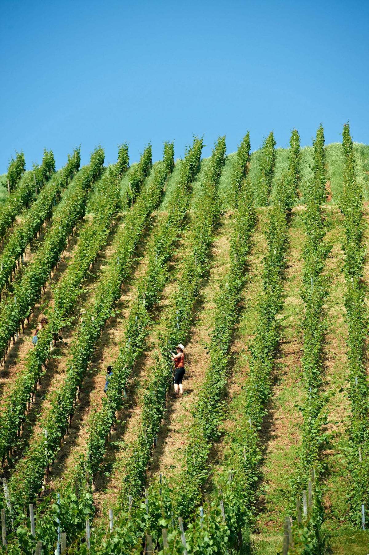 Weingut Keller · Stemningsbillede 2