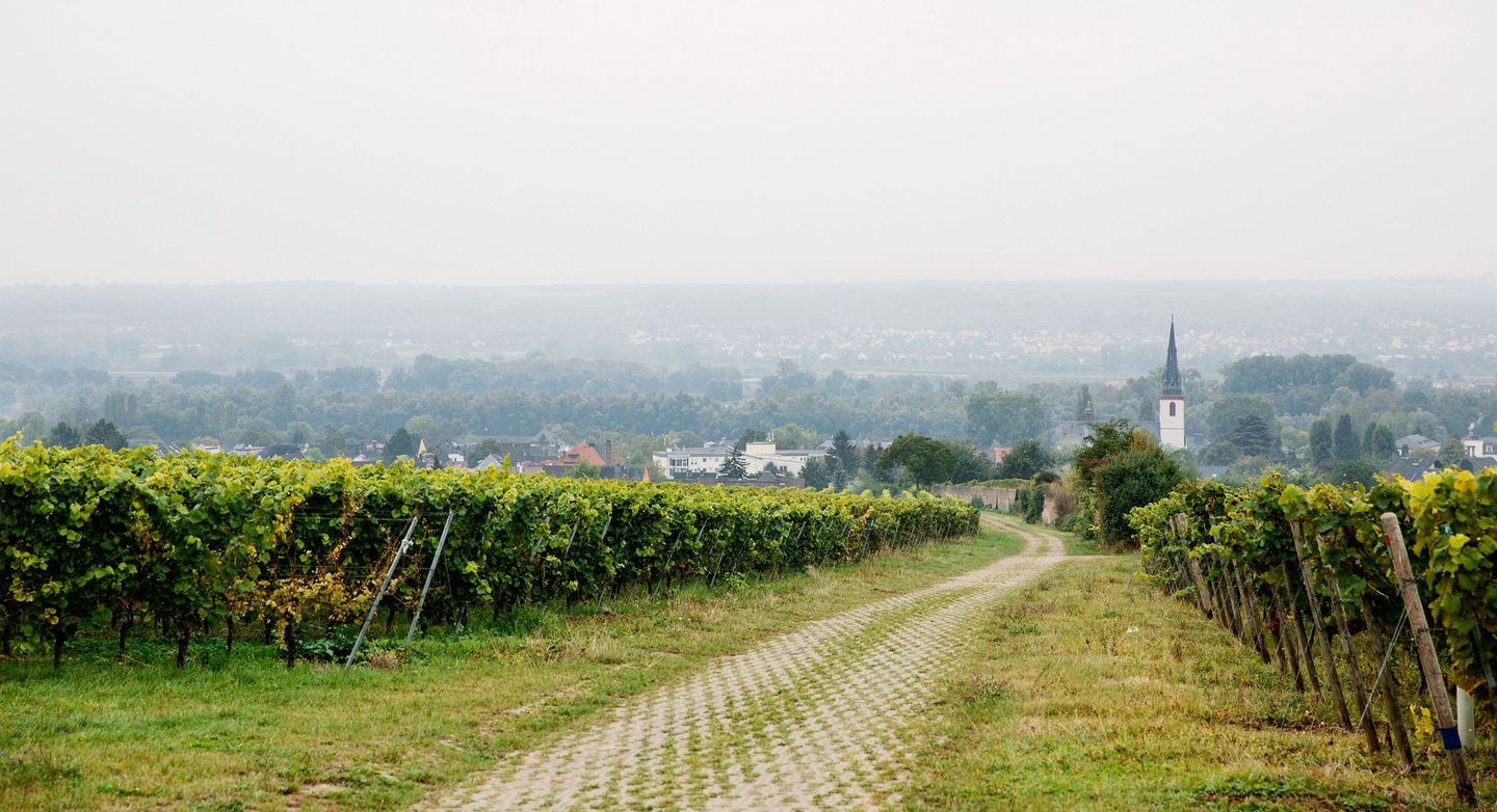 Weingut Jakob Jung · Bannerbillede
