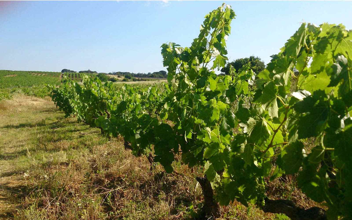 Bodega Garay · Stemningsbillede 2