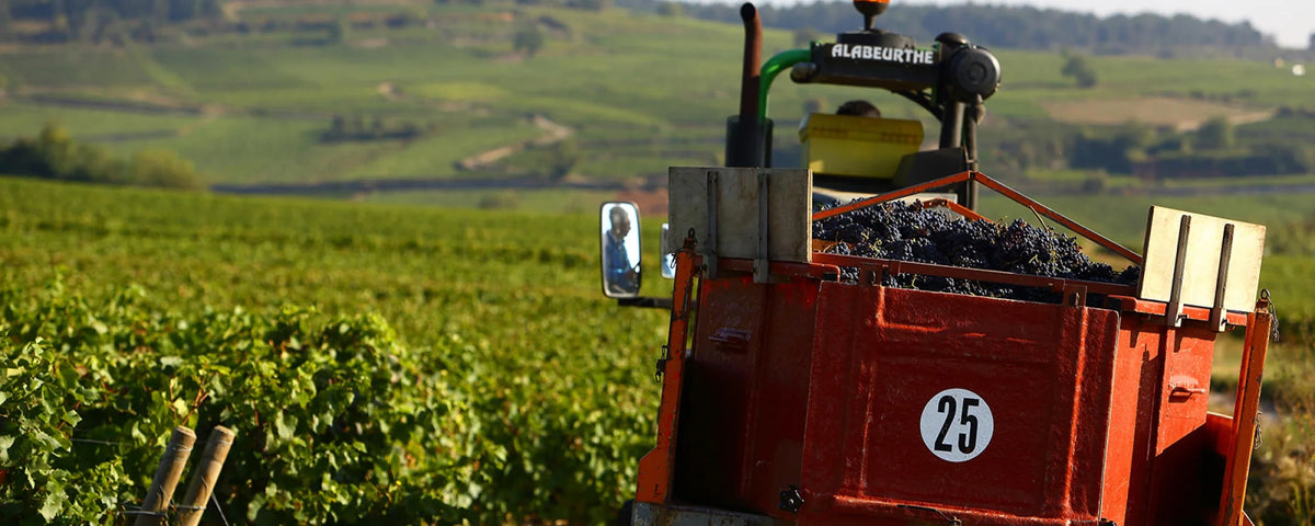 Domaine Chavy-Chouet · Bannerbillede
