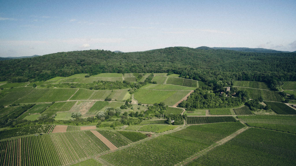Weingut Jülg · Stemningsbillede 1