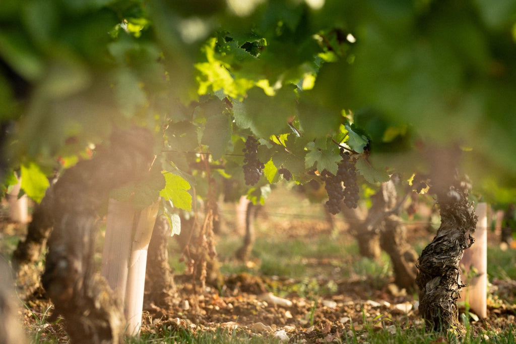 Domaine de la Poulette · Stemningsbillede 1