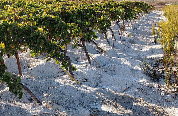 Bodega Vinificate · Stemningsbillede 2
