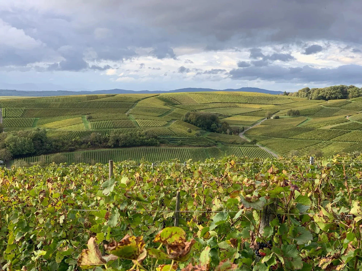Weingut Wasenhaus · Bannerbillede