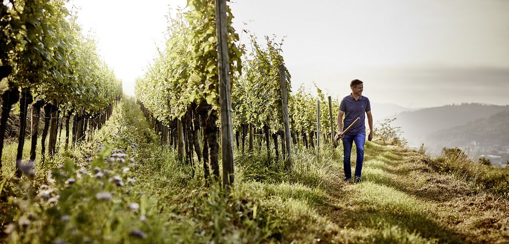 Weingut Wöhrle · Stemningsbillede 1